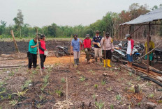 Terapkan Tumpang Sari Tanam Jagung dan Nanas