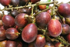 Matoa : Buah Eksotis dari Papua dengan Segudang Manfaat