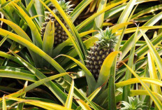 Obati Mimisan dan TBC dengan Daun Nanas
