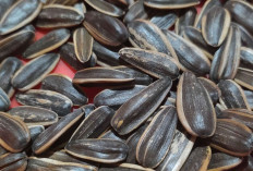 Kuaci: Cemilan Sehat yang Kaya Nutrisi dan Populer di Indonesia