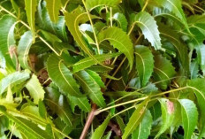 Obati Penyakit Kulit dan Malaria dengan Daun Embo