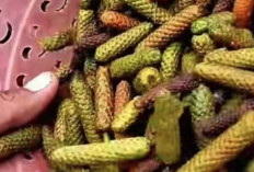 Atasi Lemah Syahwat dengan Cabe Jawa