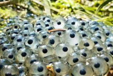  Sembuhkan Luka dan Nyeri Sendi dengan Telur Kodok 