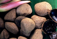 Atasi Rematik dan Nyeri Sendi dengan Buah Kluwek
