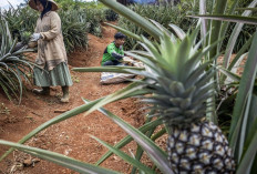 Meraup Nilai Ekonomi dari Serat Daun Nanas
