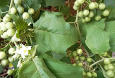 Jaga Kesehatan Ginjal dan Mata dengan Buah Takokak