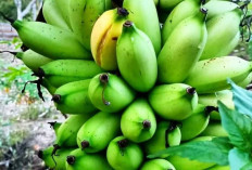 Buah-Buahan yang Baik untuk Balita, Dukung Tumbuh Kembang Anak Sejak Dini