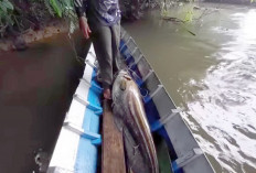 Mitos dan Legenda Ikan Tapah : Makna Budaya di Sumatera Selatan !