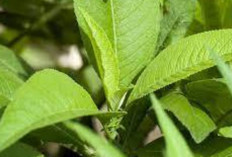 Jaga Kesehatan Ginjal dan Lancarkan   Saluran Kemih dengan Daun Sembung
