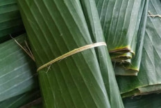 Daun Pisang, Rahasia Aroma Lezat yang Tetap Bertahan di Tengah Modernisasi Kuliner