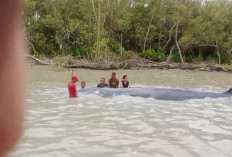 Bikin Heboh! Nelayan di Perairan Sungai Somor OKI Temukan Ikan Paus Terdampar