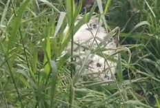 Warga Sanga Desa Geger : Jasad Pria Ditemukan Dalam Karung di Kebun Desa Ngulak 3 !