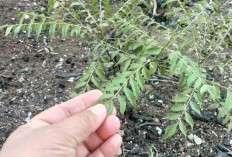 Daun Kari si Murraya Koenigii Sahabat Penderita Diabet dan Melawan Penuaan Dini, Berikut Tips Mengolahnya! 