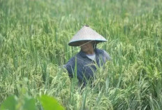Produksi Padi Sumsel Dipastikan Terjaga 