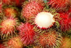 Daun Rambutan Dapat Meningkatkan Gairah Seksual