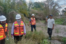 Tertimbun Disposal PT RMKO, Ratusan Batang Sawit Warga Terancam Mati