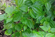 Obati Sakit Pinggang, Nyeri Otot dan Pengeroposan Tulang dengan  Daun Pohpohan