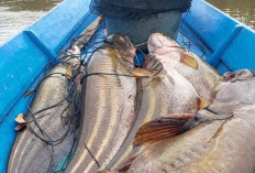 Kandungan Gizi Ikan Tapah : Harta Karun Sungai Musi di Sumsel yang Tinggi Protein 