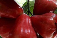 Redakan Penyakit Asma dan Diare dengan Biji Jambu Air