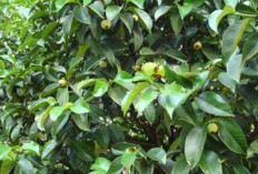 Atasi Lemak pada Mata dengan Daun Manggis