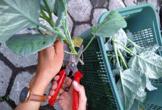 Kailan Si Hijau Kaya Nutrisi, Begini Cara Mengolahnya Yang Benar Agar Gizinya Tetap Terjaga