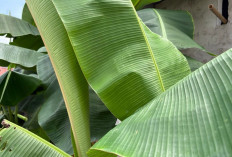 Obati Luka dan Atasi Ketombe dengan Daun Pisang
