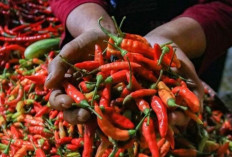 Update Harga Pangan 20 Mei 2026: Cabai Merah Besar Rp56.850, Telur Ayam Rp30.850 per Kilogram