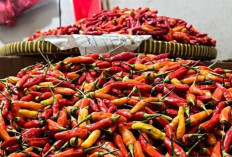 Harga Pangan 27 September 2025: Beras Medium Turun Jadi Rp13.678, Cabai Rawit Juga Ikut Turun !
