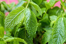 Redakan Kram dan Nyeri Perut dengan Daun Mint	