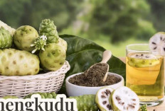 Baunya Menyengat hingga Dijauhi Banyak Orang, Benarkah Buah Mengkudu Menyimpan Segudang Manfaat? 