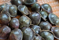Jengkol : Kuliner Khas Nusantara yang Kaya Manfaat, tapi Punya Kontroversi