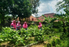 Program Niat Mila PHR Zona 4 Berhasil Dorong KWT Bougenville Sulap Lahan Kosong dan Produksi 18 Produk Unggul