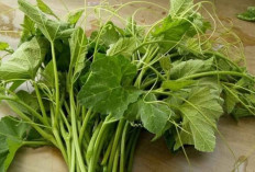 Kurangi Jerawat dan Jaga Kesehatan   Kulit dengan Daun Labu Siam