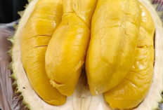 Apakah Aman Durian Dimakan oleh Anak-Anak? Mitos dan Fakta Tentang Durian untuk anak-anak