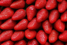 Strawberry: Buah Manis Merah Nan Lezat yang Menjadi Favorit Banyak Orang