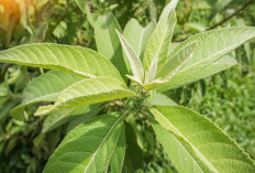 Tuntaskan Keputihan dengan Daun Sembung
