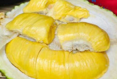 Durian : Raja Buah dengan Cita Rasa Unik yang Menggoda Selera