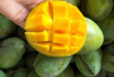 Lancarkan Menstruasi dan Atasi Hernia dengan Mangga Madu