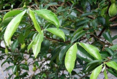 Sembuhkan Asam Urat dan Asma dengan Daun Gaharu