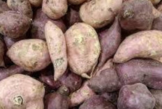 Tingkatkan Kesuburan dan Jaga Kesehatan Mata dengan Ubi Jalar