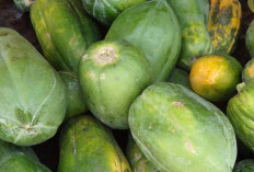 Cegah Sakit Maag dan GERD dengan Buah Pepaya Muda