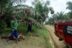Ingatkan Petani Tingkatkan Perawatan Sawit