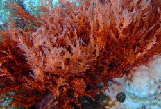 Cegah Flek Hitam dan Kulit Kendur dengan Ganggang Merah