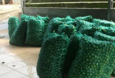 Petani Jeruk Nipis di OKU Full Senyum, Harga Melonjak 