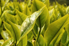 Beragam Jenis Teh dan Kekayaan Rasa yang Digemari di Berbagai Belahan Dunia