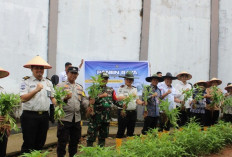 Perkuat Ketahanan Pangan, Panen Raya Kangkung dan Selada