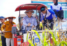 Panen Raya Jagung di Kecamatan Lalan: Mewujudkan Swasembada Pangan Muba