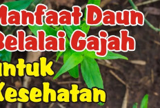 Sembuhkan Luka dan Jaga Kesehatan Kulit dengan Daun Belalai Gajah
