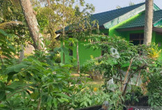 Pemprov Sumsel Ajak Manfaatkan Lahan Kosong