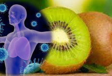 Menguatkan Pertahanan Tubuh dengan Buah Kiwi: Manfaat Vitamin C yang Luar Bias